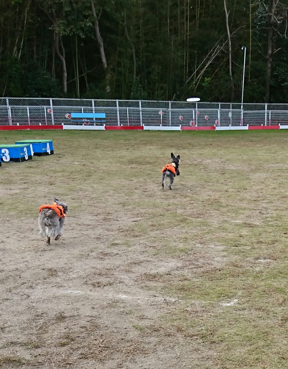 元気いっぱいフライングディスク！ わんわん動物園のいぬの学校しつけ教室